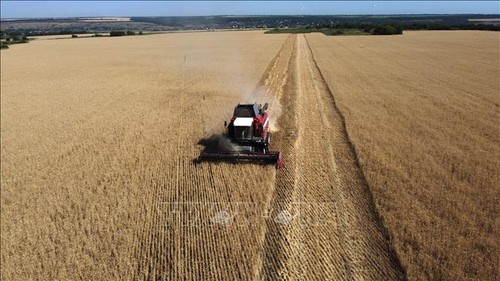 Ucrania continúa preparándose para la exportación de granos - ảnh 1