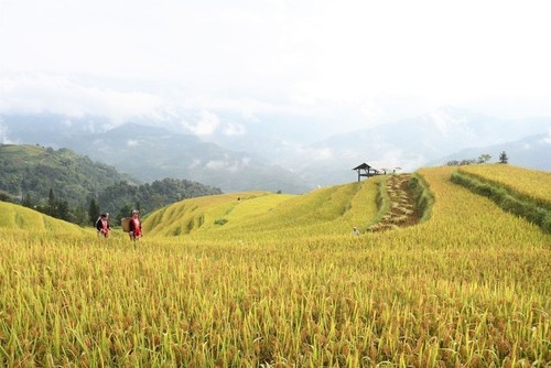 Campos en la temporada del arroz maduro en Vietnam - ảnh 3