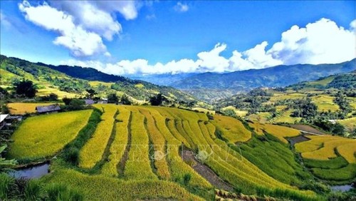 Campos en la temporada del arroz maduro en Vietnam - ảnh 1