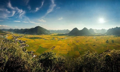 Campos en la temporada del arroz maduro en Vietnam - ảnh 5