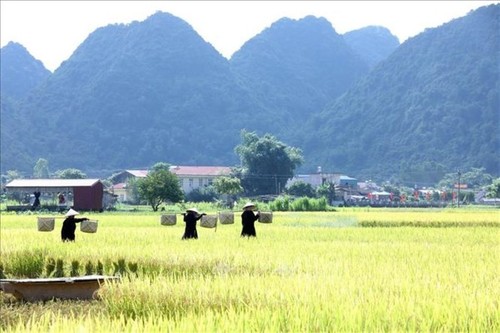 Campos en la temporada del arroz maduro en Vietnam - ảnh 7