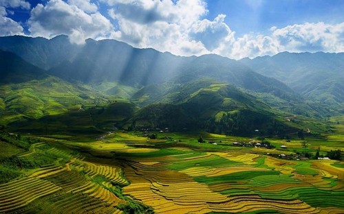 Campos en la temporada del arroz maduro en Vietnam - ảnh 14