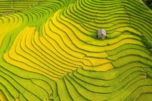 Campos en la temporada del arroz maduro en Vietnam - ảnh 9