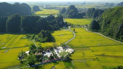 Campos en la temporada del arroz maduro en Vietnam - ảnh 12