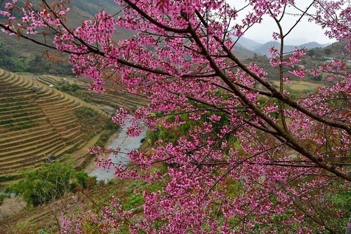 Las flores de To Day anuncian una nueva primavera en Mu Cang Chai - ảnh 10