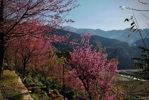 Las flores de To Day anuncian una nueva primavera en Mu Cang Chai - ảnh 1
