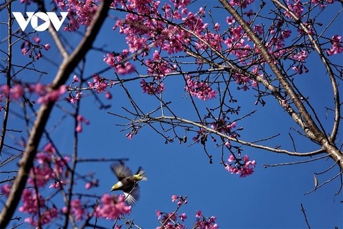 Las flores de To Day anuncian una nueva primavera en Mu Cang Chai - ảnh 8