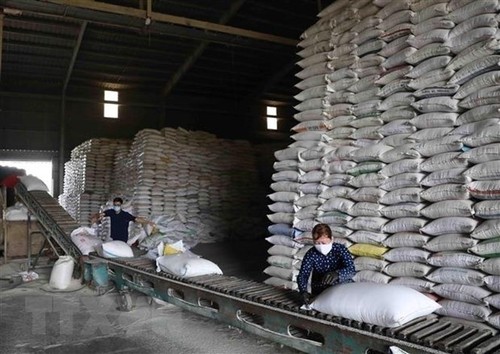 Precio del arroz vietnamita en su nivel más alto en dos años - ảnh 1