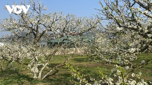 La meseta de Moc Chau se cubre de flores blancas de ciruelo a mediados de febrero - ảnh 2