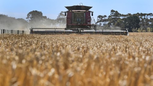 Australia y China resuelven cuestión sobre cebada importada - ảnh 1