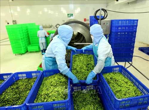 Vietnam logra producir más de 6,7 mil millones de dólares en superávit comercial de productos agrícolas, forestales y acuícolas - ảnh 1