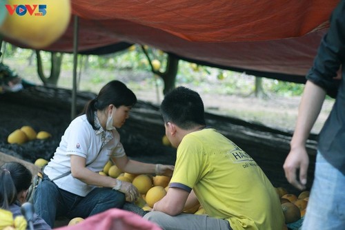El jardín de pomelo Phuc Dien - lugar idoneo para amantes de la fotografía - ảnh 9