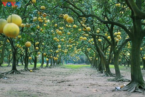 El jardín de pomelo Phuc Dien - lugar idoneo para amantes de la fotografía - ảnh 1
