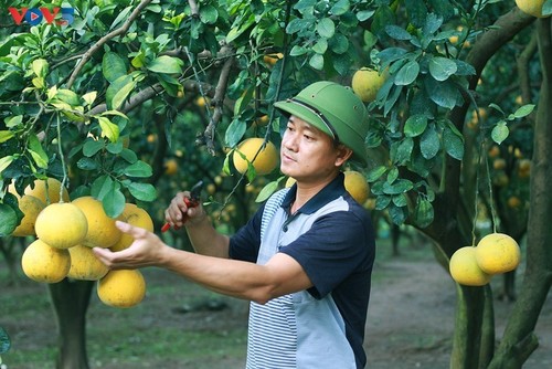 El jardín de pomelo Phuc Dien - lugar idoneo para amantes de la fotografía - ảnh 2