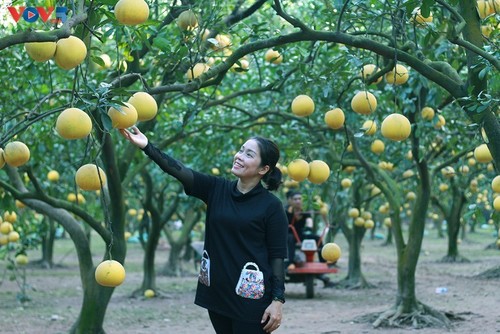 El jardín de pomelo Phuc Dien - lugar idoneo para amantes de la fotografía - ảnh 6