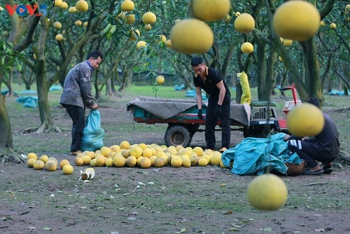 El jardín de pomelo Phuc Dien - lugar idoneo para amantes de la fotografía - ảnh 7