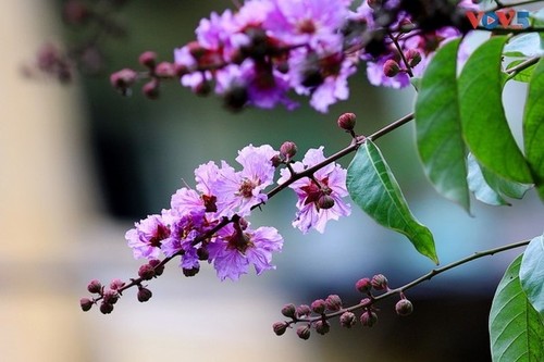 Hanói revestido de un romántico color púrpura con flores de mirto gigante - ảnh 2
