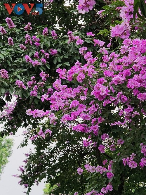 Hanói revestido de un romántico color púrpura con flores de mirto gigante - ảnh 3