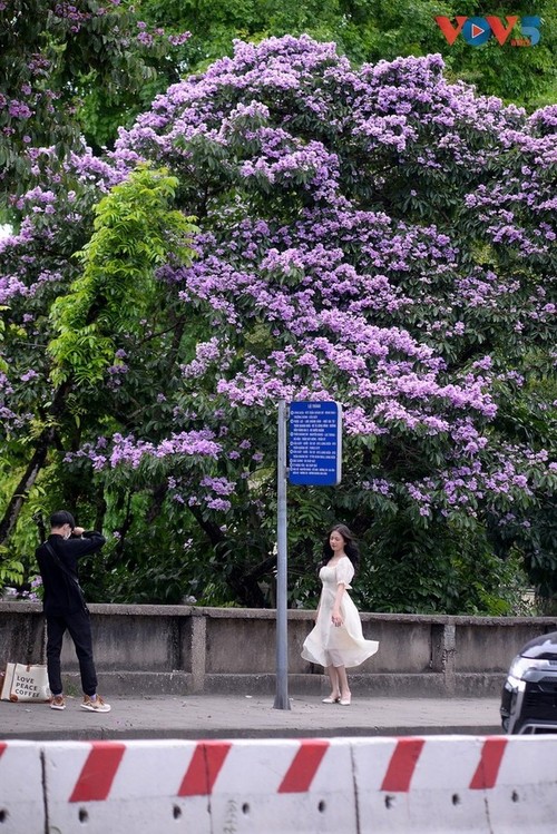 Hanói revestido de un romántico color púrpura con flores de mirto gigante - ảnh 7