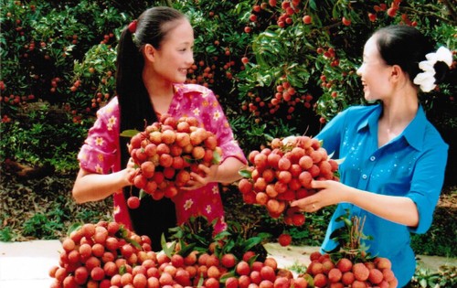 今年越南北江省的荔枝产量比去年下降40% - ảnh 1