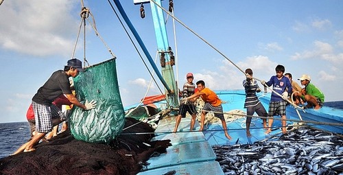 越南决心打击海产非法捕捞，力争取消黄牌警告 - ảnh 1
