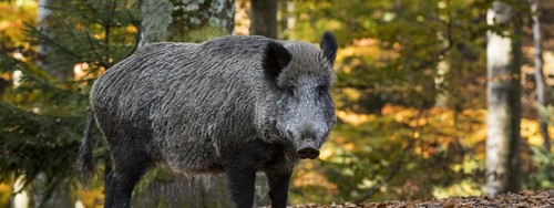 Belgique : deux cas de peste porcine africaine confirmés à quelques kilomètres de la frontière française - ảnh 1