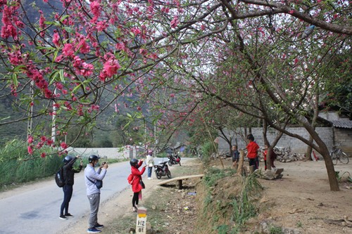 Une fête des fleurs de pêcher sur le plateau de Dông Van   - ảnh 1