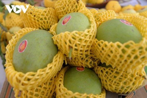 Pour mieux exporter les mangues vietnamiennes - ảnh 1