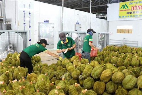 Un premier lot de durians exporté vers la Chine - ảnh 1