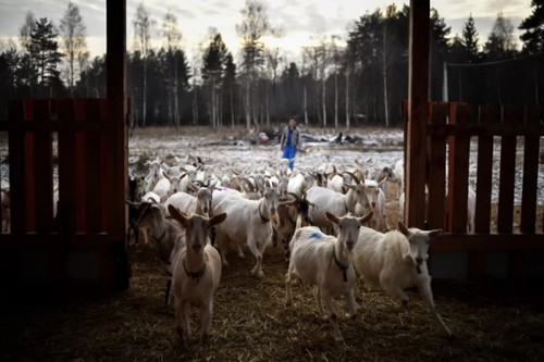 La Pologne appelle à des sanctions contre les produits agricoles russes - ảnh 1