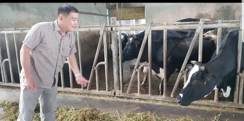 La ferme laitière de Tân Tài Lôc, un exemple de réussite - ảnh 1