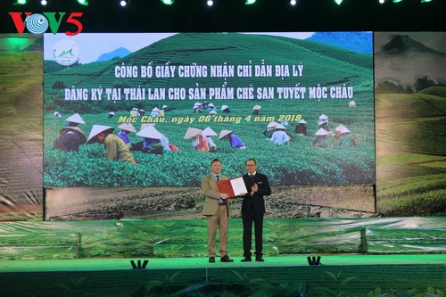 Festival honors Moc Chau tea - ảnh 2