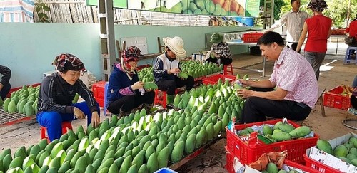 Garment, fruit and vegetable exports sharply increase - ảnh 1