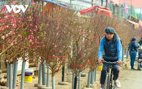 Bustling flower market ahead of Lunar New Year holiday - ảnh 1