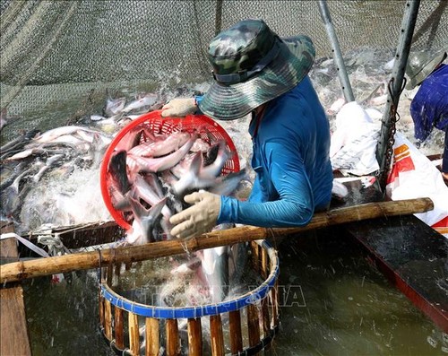 Aquatic exports rise 2.2% in two months - ảnh 1