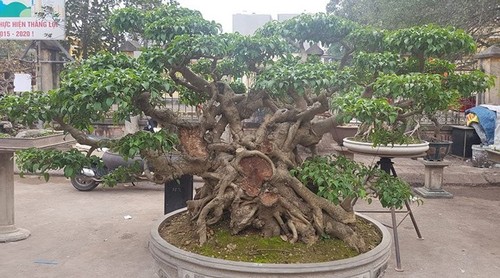 Triều Khúc, la passion des bonsaïs   - ảnh 2