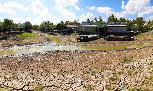 La province de Ca Mau lourdement touchée par la sécheresse - ảnh 4