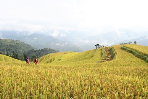 Les rizières  à la saison du riz mûr au Vietnam - ảnh 3