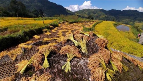 Les rizières  à la saison du riz mûr au Vietnam - ảnh 4