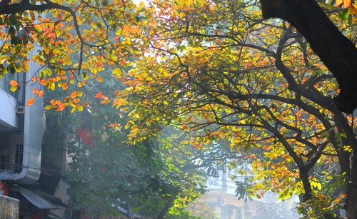 Autumn in Hanoi - ảnh 4