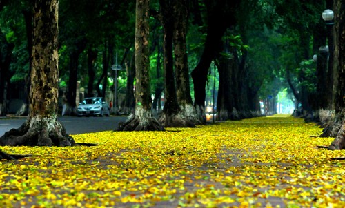 Autumn in Hanoi - ảnh 5