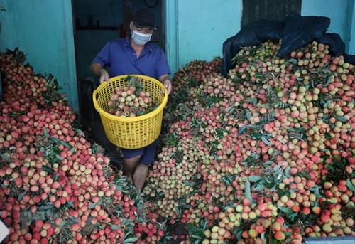 Farmers in COVID-19 hotspots to benefit from new farm produce distribution models  - ảnh 1