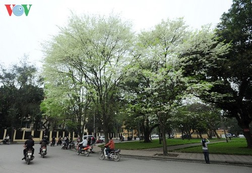 Sua-Blüten im März in Hanoi  - ảnh 1