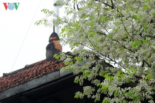 Sua-Blüten im März in Hanoi  - ảnh 6
