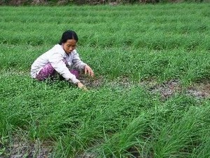  Investitionsprojekt gegen den Klimawandel in Quang Tri. - ảnh 1