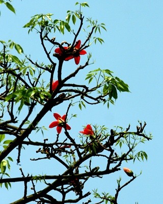 Saison der Blüte des roten Seidenwollbaums - ảnh 13