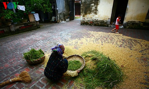 Erntezeit im traditionellen Dorf Duong Lam - ảnh 11