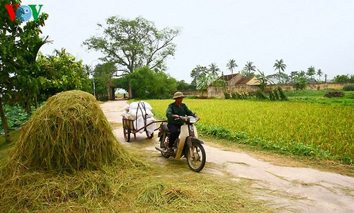 Erntezeit im traditionellen Dorf Duong Lam - ảnh 7