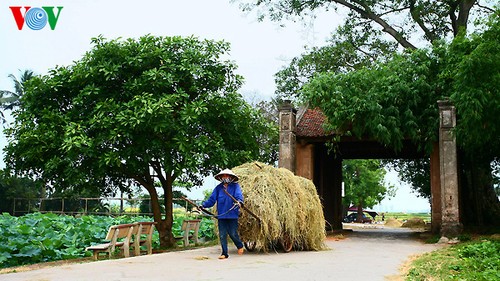 Erntezeit im traditionellen Dorf Duong Lam - ảnh 8