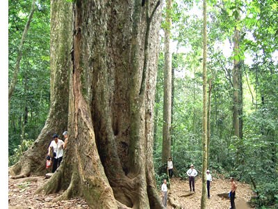 Interessante Erlebnisse im Nationalpark Cuc Phuong - ảnh 2
